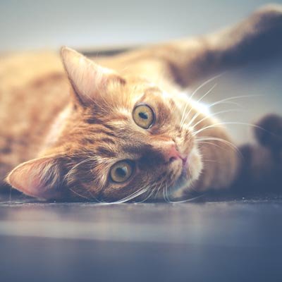 مطلوب موظفة مكتب للعمل في مركز بيطري